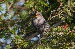Ring Ouzel