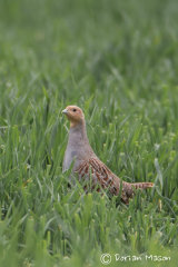 Grey Partridge