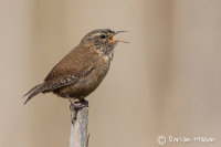 Wren