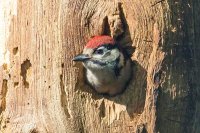 Great Spotted Woodpecker