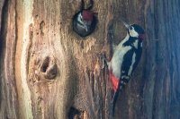 Great Spotted Woodpecker
