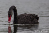 Black Swan