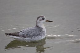 Grey Phalarope