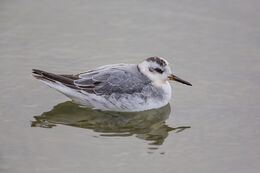 Grey Phalarope