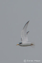 Little Tern