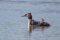 Great Crested Grebe