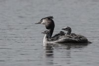 Great Crested Grebe