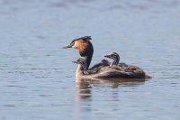 Great Crested Grebe