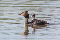 Great Crested Grebe