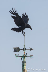 Raven