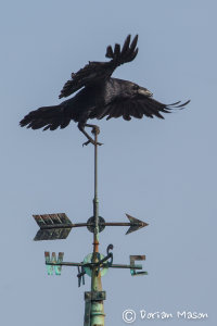 Raven