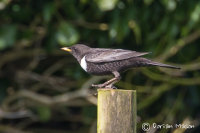 Ring Ouzel