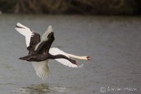 Mute and Black Swan