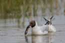 Black headed Gull