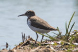 Common Sandpiper
