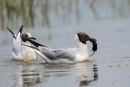 Black-headed Gull