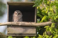 Tawny Owl Chick