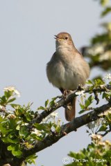 Nightingale
