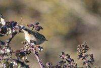 Hume's Warbler
