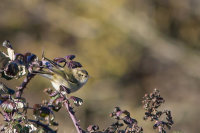Hume's Warbler