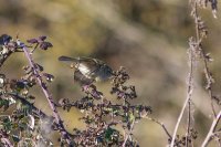 Hume's Warbler