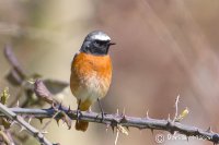Redstart