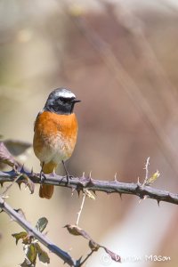 Redstart