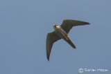 Hobby
