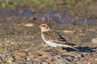 Snow Bunting