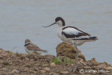 Avocet