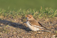 Snow Bunting
