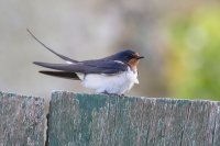 Swallow