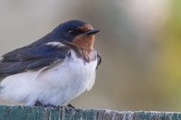 Swallow
