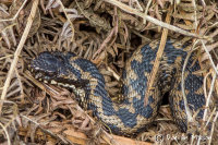 Adder
