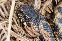 Adder