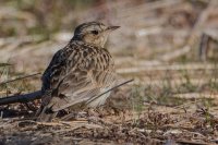 Woodlark