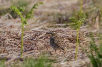Woodlark