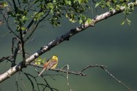 Yellowhammer
