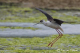 Black-winged Stilt