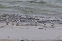 Sanderling