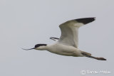 Avocet