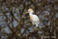 Cattle Egret