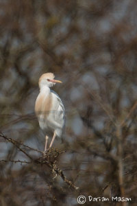 Cattle Egret