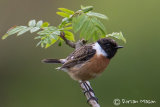 Stonechat