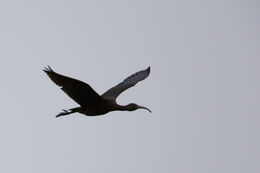 Glossy Ibis RECORD SHOT