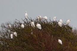 Cattle Egret