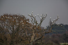 Cattle Egret