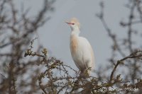 Cattle Egret