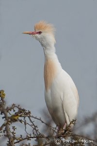 Cattle Egret