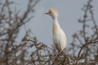 Cattle Egret